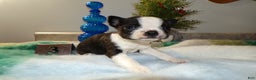 Boston Terrier dogs for sale: Boston Terrier Puppy 3 Dora - Ad 1