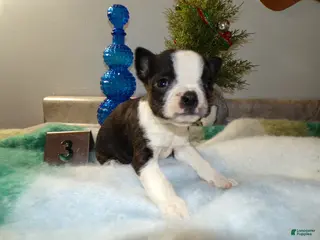 Boston Terrier dogs Boston Terrier Puppy 3 Dora - Ad 40
