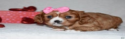 Cavalier King Charles Spaniel dogs for sale: Oona - Ad 7