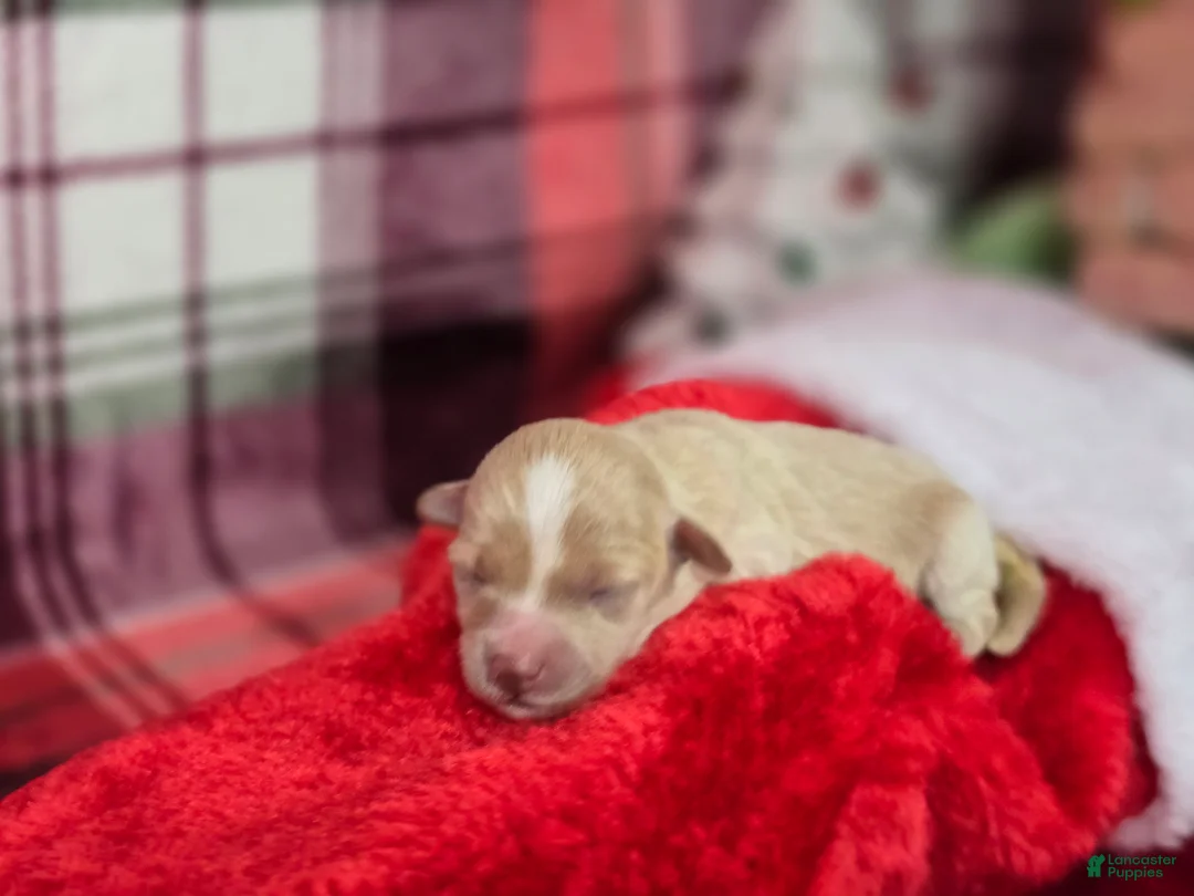 Maltipoo dogs for sale: Ice - Ad 9