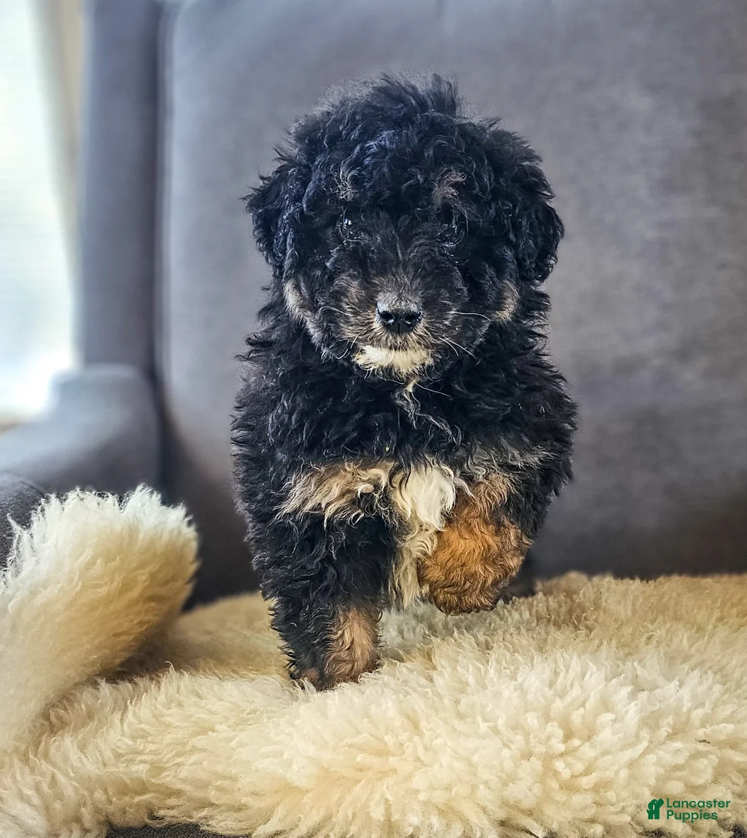 Mini Bernedoodle dogs for sale: Natalie  - Ad 5