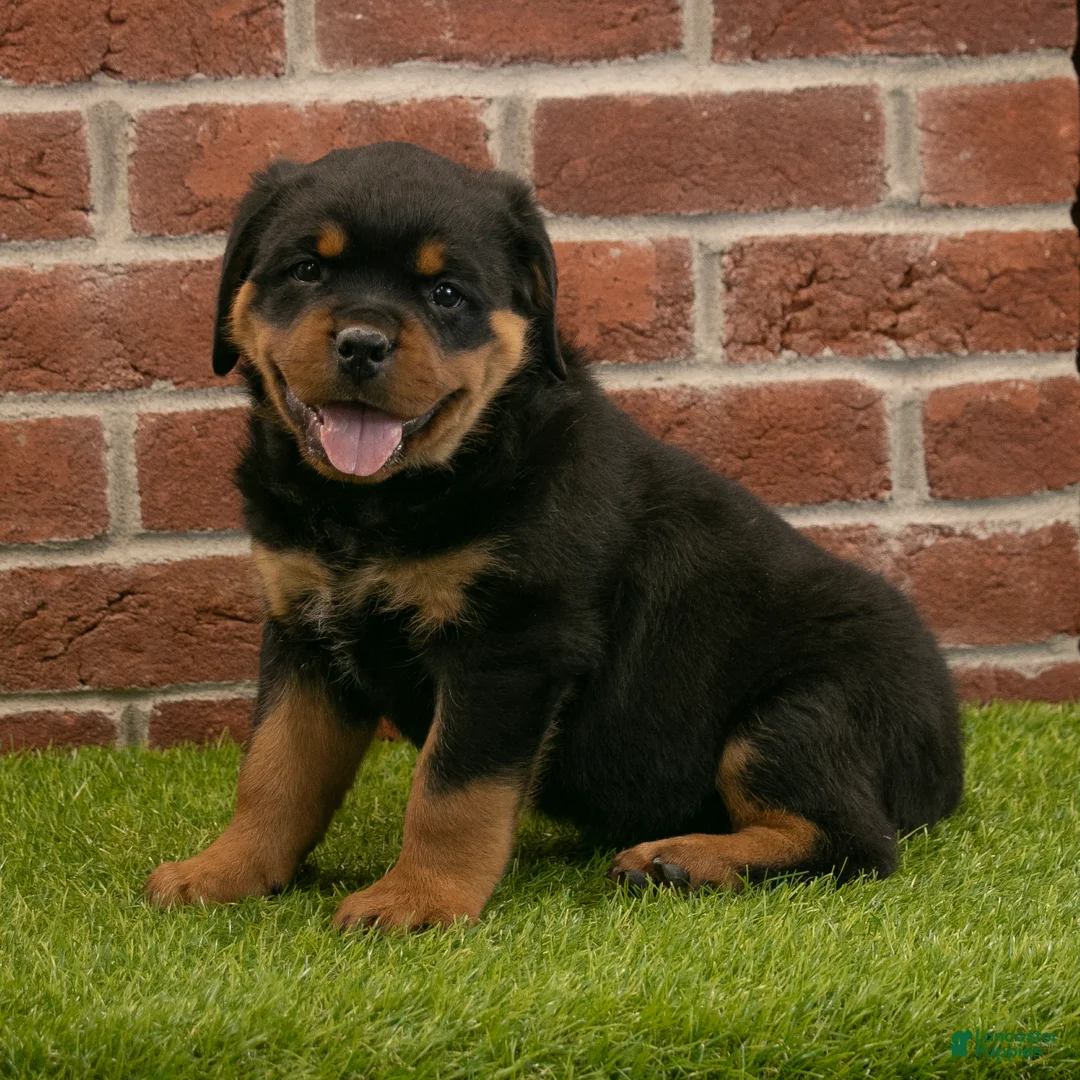 Rottweiler dogs for sale: Ranger - Ad 1