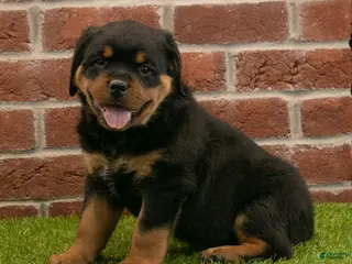 Rottweiler dogs for sale: Ranger - Ad 1