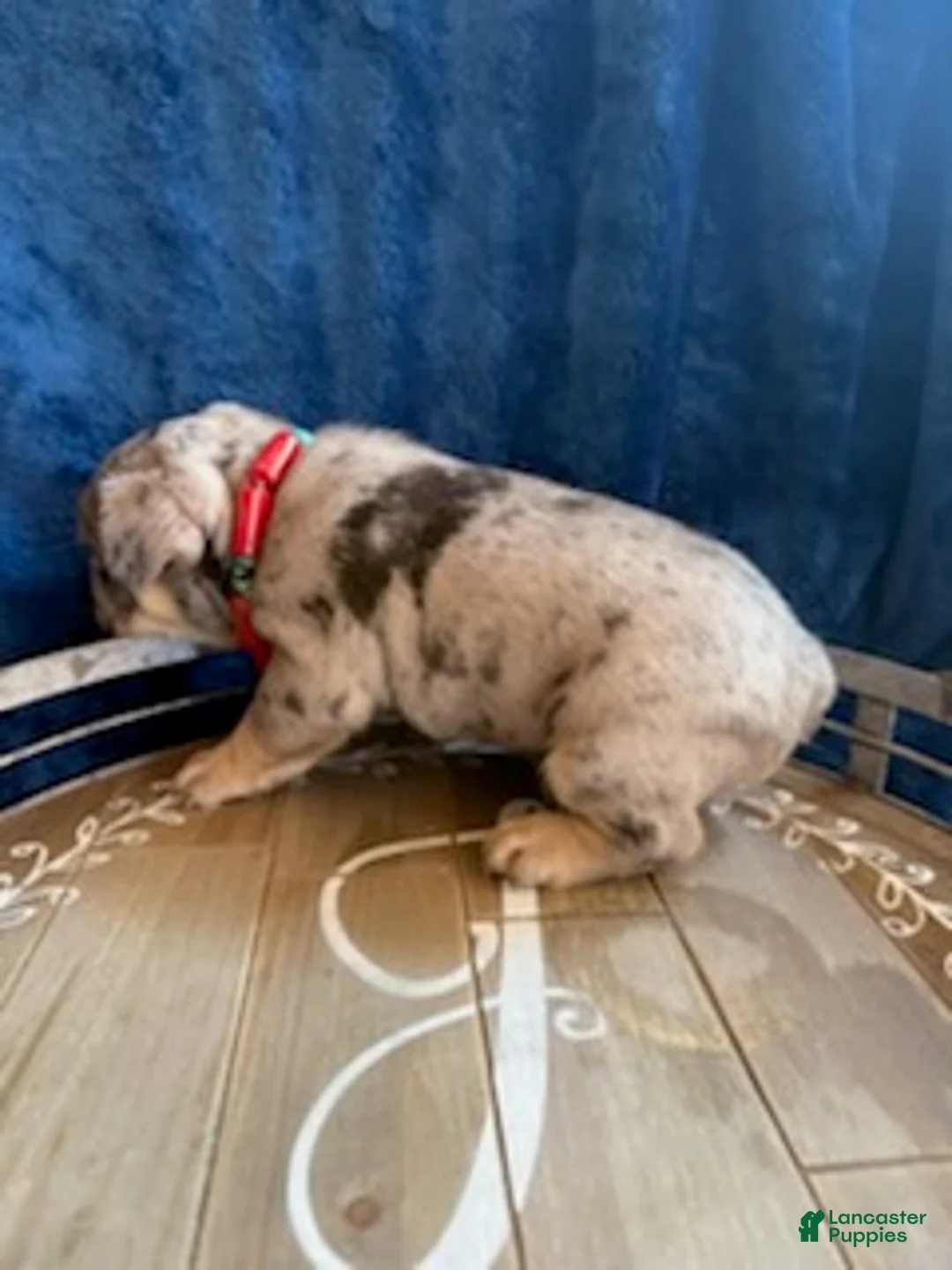 French Bulldog dogs for sale: Boy 1 - Ad 12