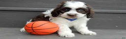 Cockapoo dogs for sale: Cockapoo Puppy 1 - Ad 2