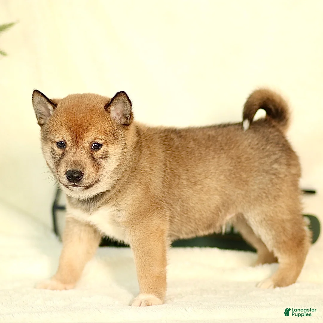 Shiba Inu dogs for sale: Baxter - Ad 2