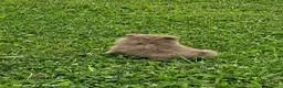 Pomeranian dogs for sale: Teddy - Ad 6