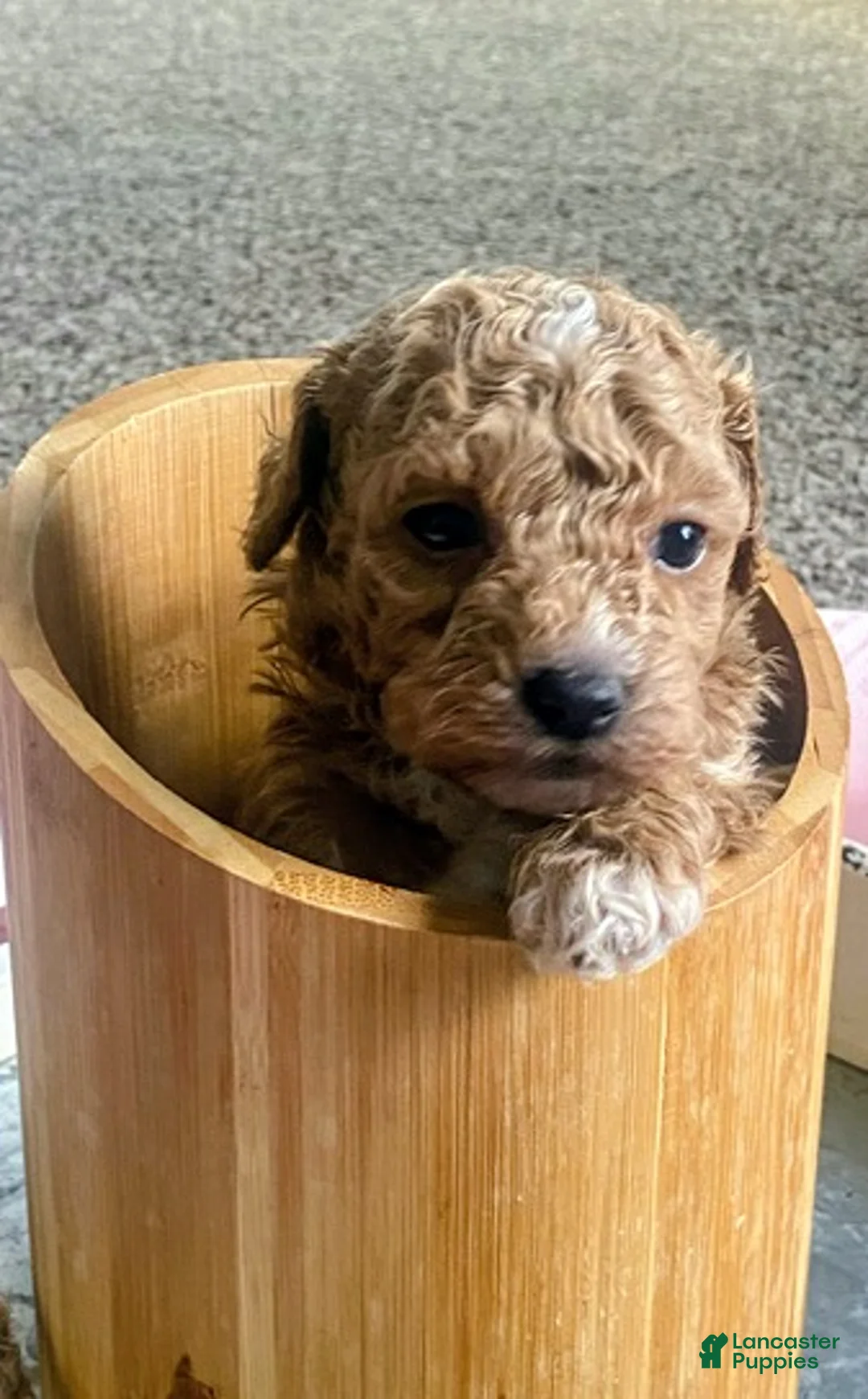 Toy Poodle dogs for sale: LITTLE ARCHIE - Ad 47