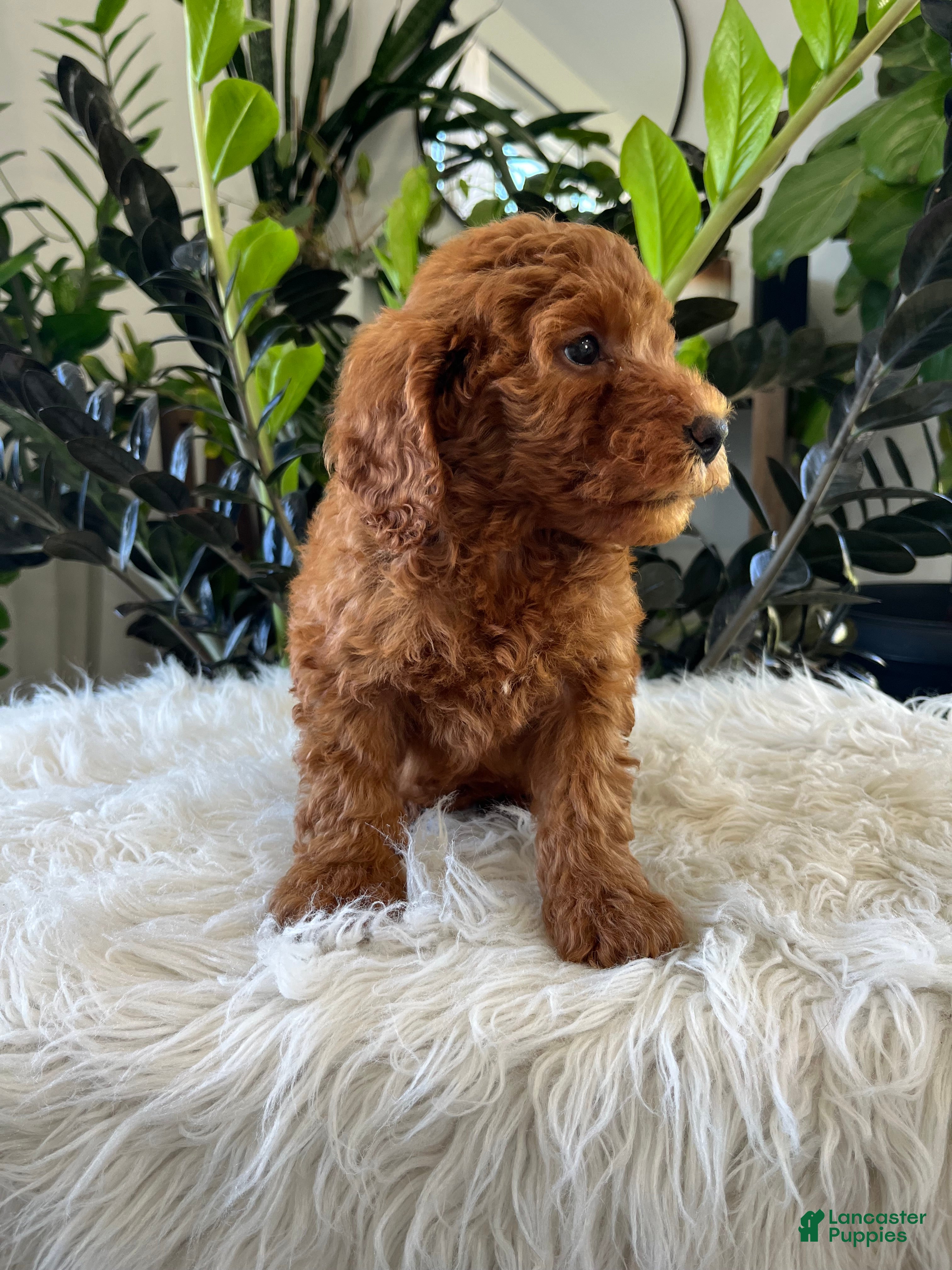 Mini Goldendoodle dogs Diva - Ad 2
