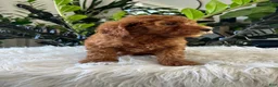 Mini Goldendoodle dogs for sale: Diva - Ad 2