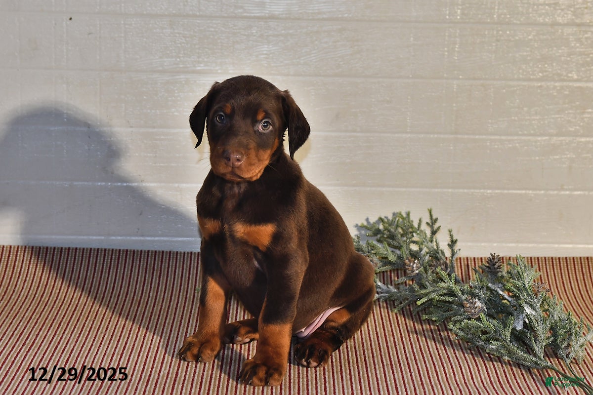 Doberman Pinscher dogs Daisy - Ad 8