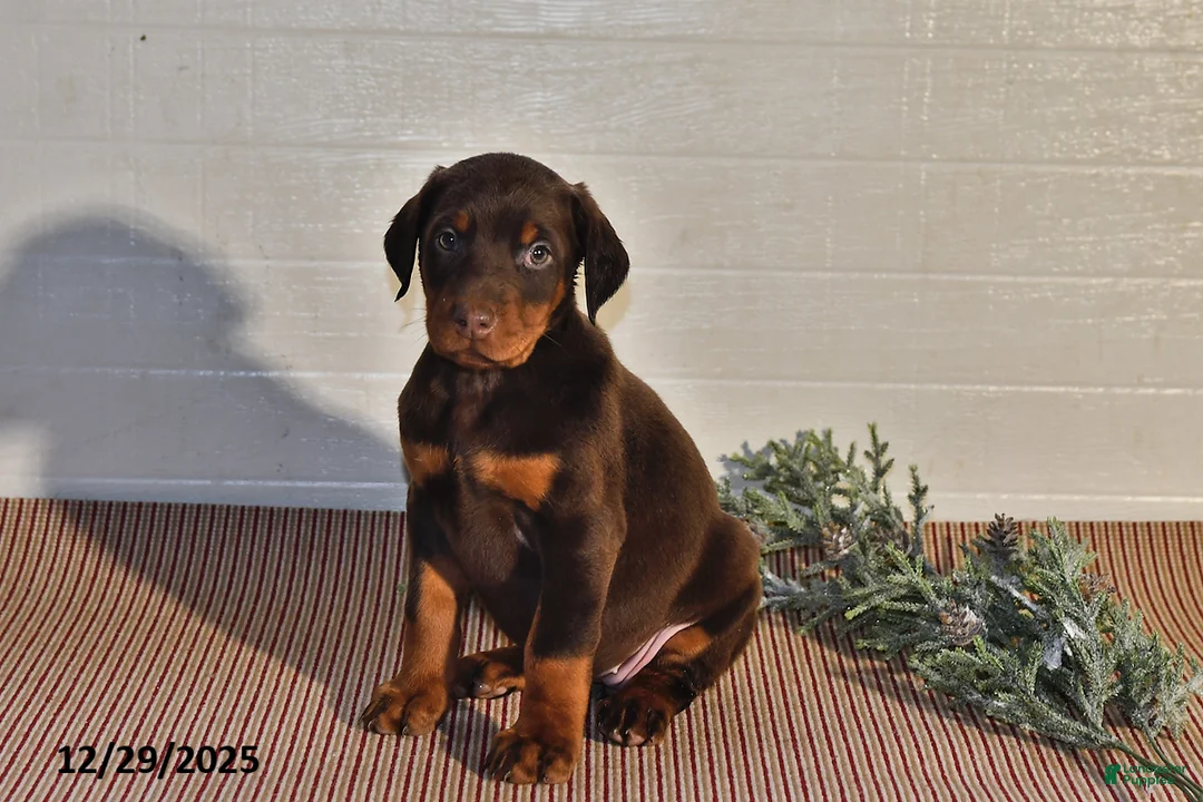 Doberman Pinscher dogs for sale: Daisy - Ad 6