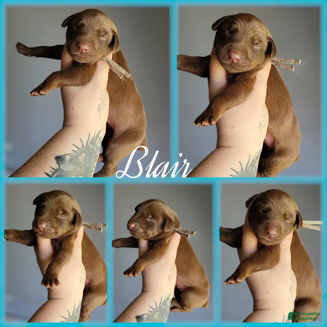 Doberman Pinscher dogs for sale: Doberman Pinscher Puppy 1 - Ad 5