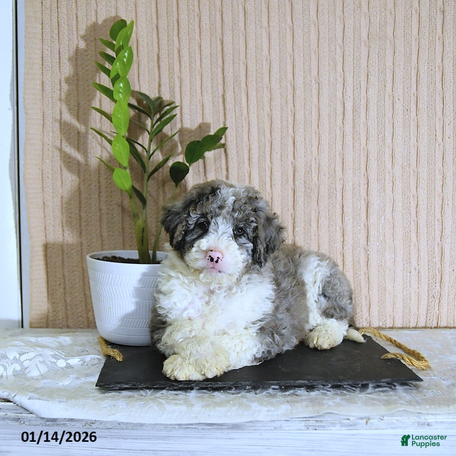 Mini Bernedoodle dogs Juliet - Ad 2