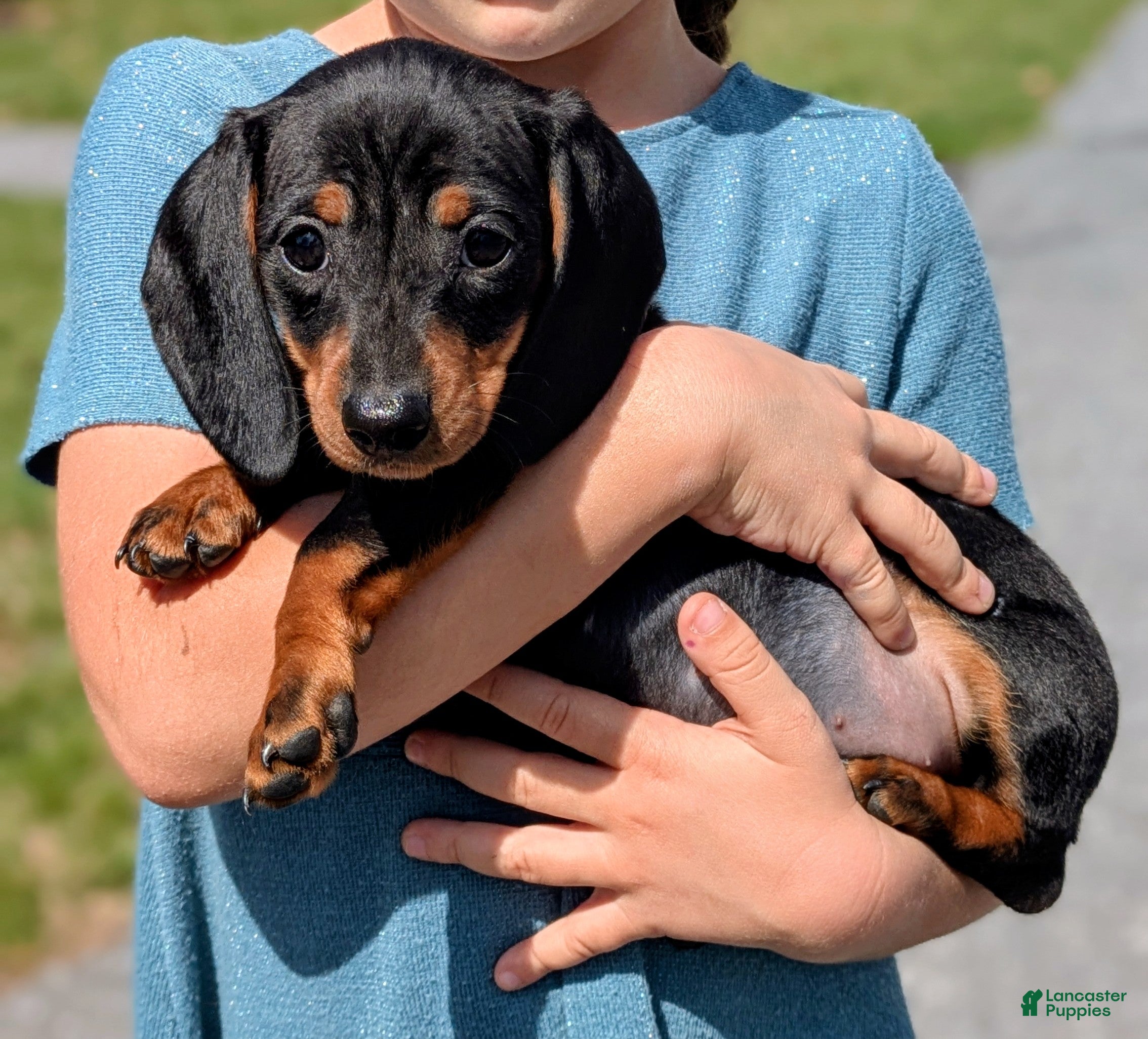 Miniature Dachshund dogs Canola - Ad 1