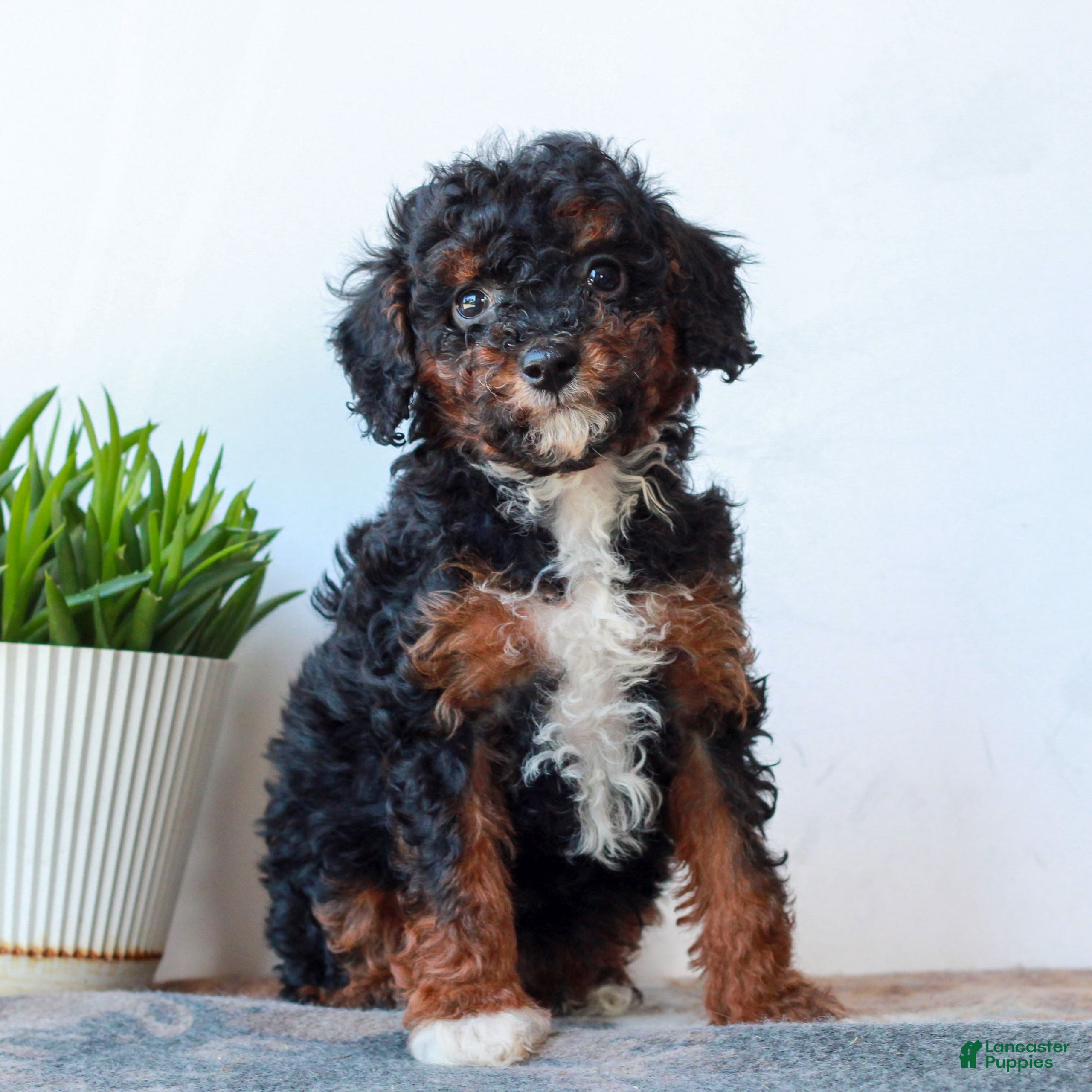 Miniature Poodle dogs Cora  - Ad 1