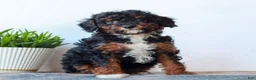 Miniature Poodle dogs for sale: Cora  - Ad 3