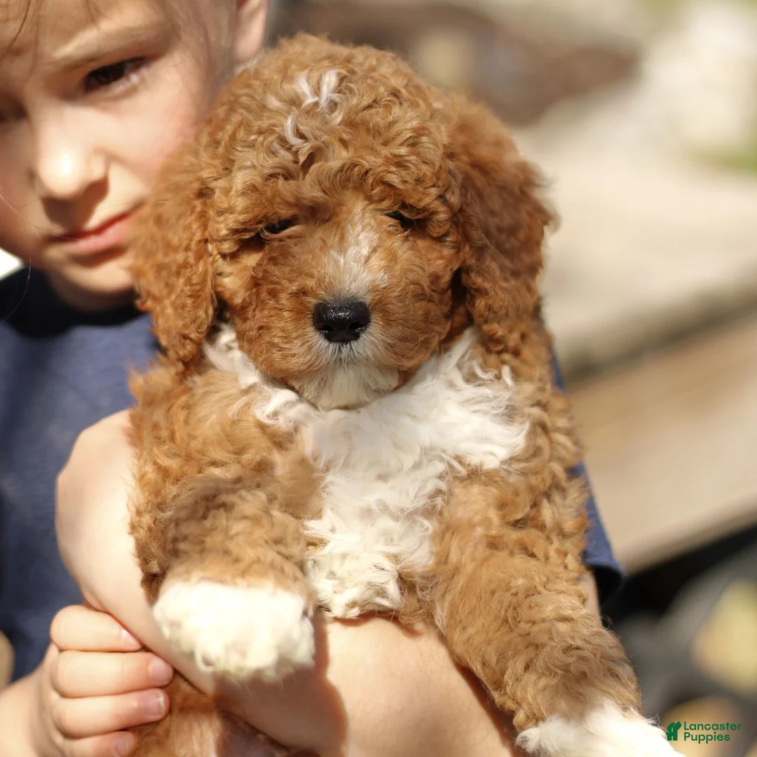 Mini Goldendoodle dogs for sale: Myles  - Ad 2