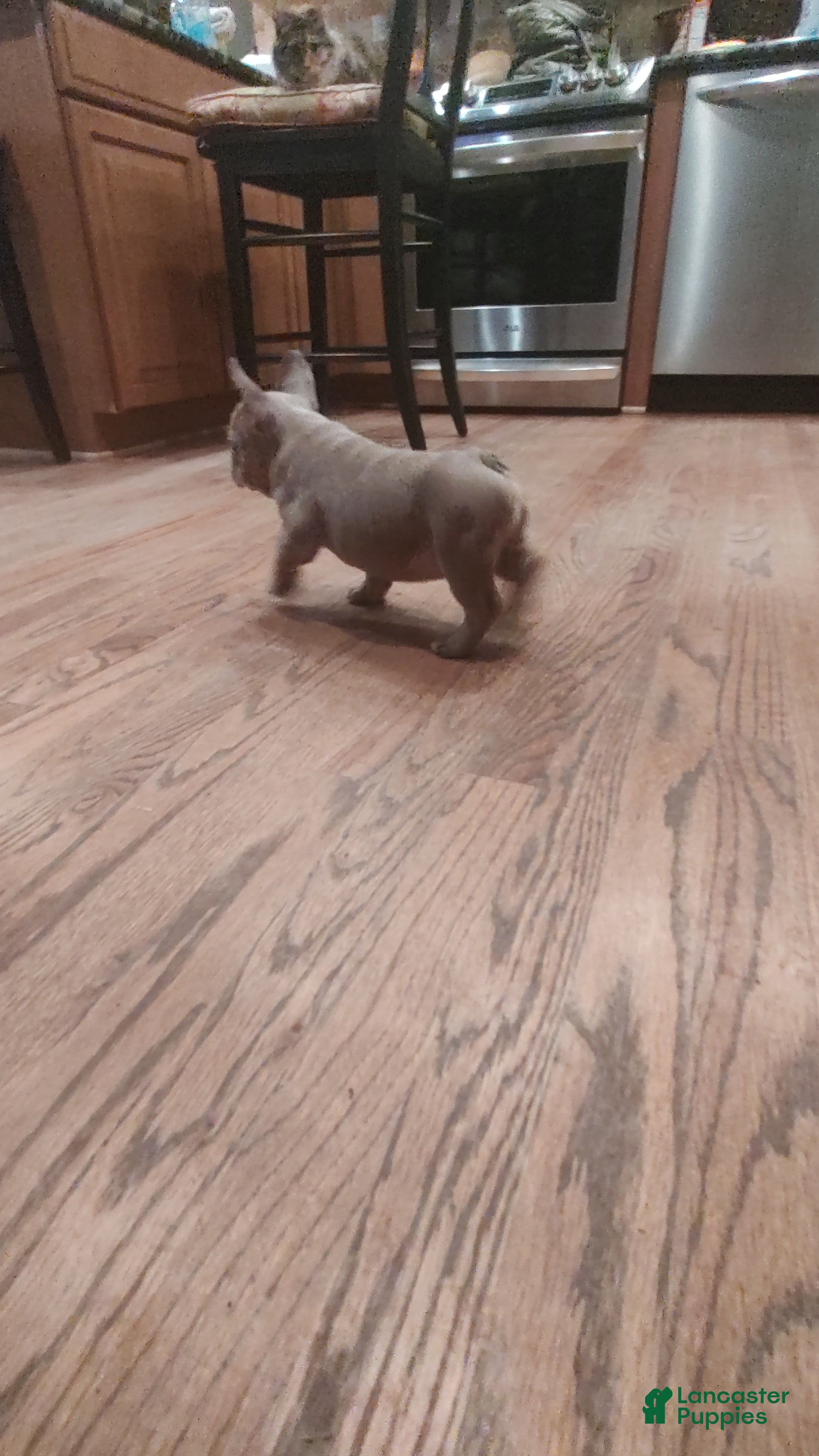 French Bulldog dogs Bryson - Ad 2