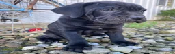 Cane Corso dogs for sale: Jessica - Ad 4