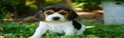 Beagle dogs for sale: Lilly - Ad 4