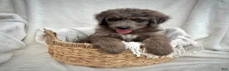 Bernedoodle dogs for sale: Scout - Ad 8