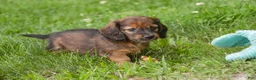 Miniature Dachshund dogs for sale: Annie Miniature Dachshund  - Ad 5