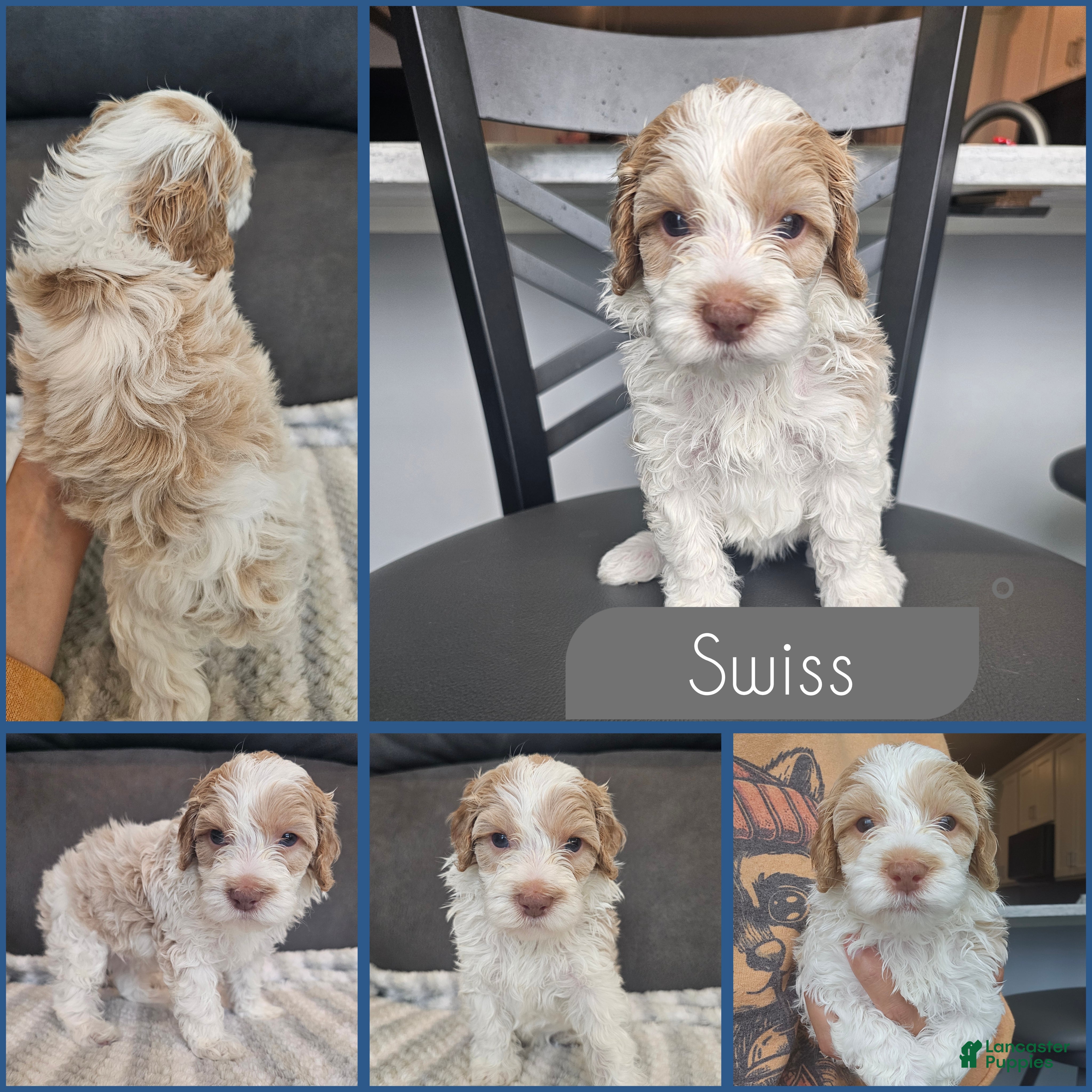 Cockapoo dogs Swiss - Ad 1