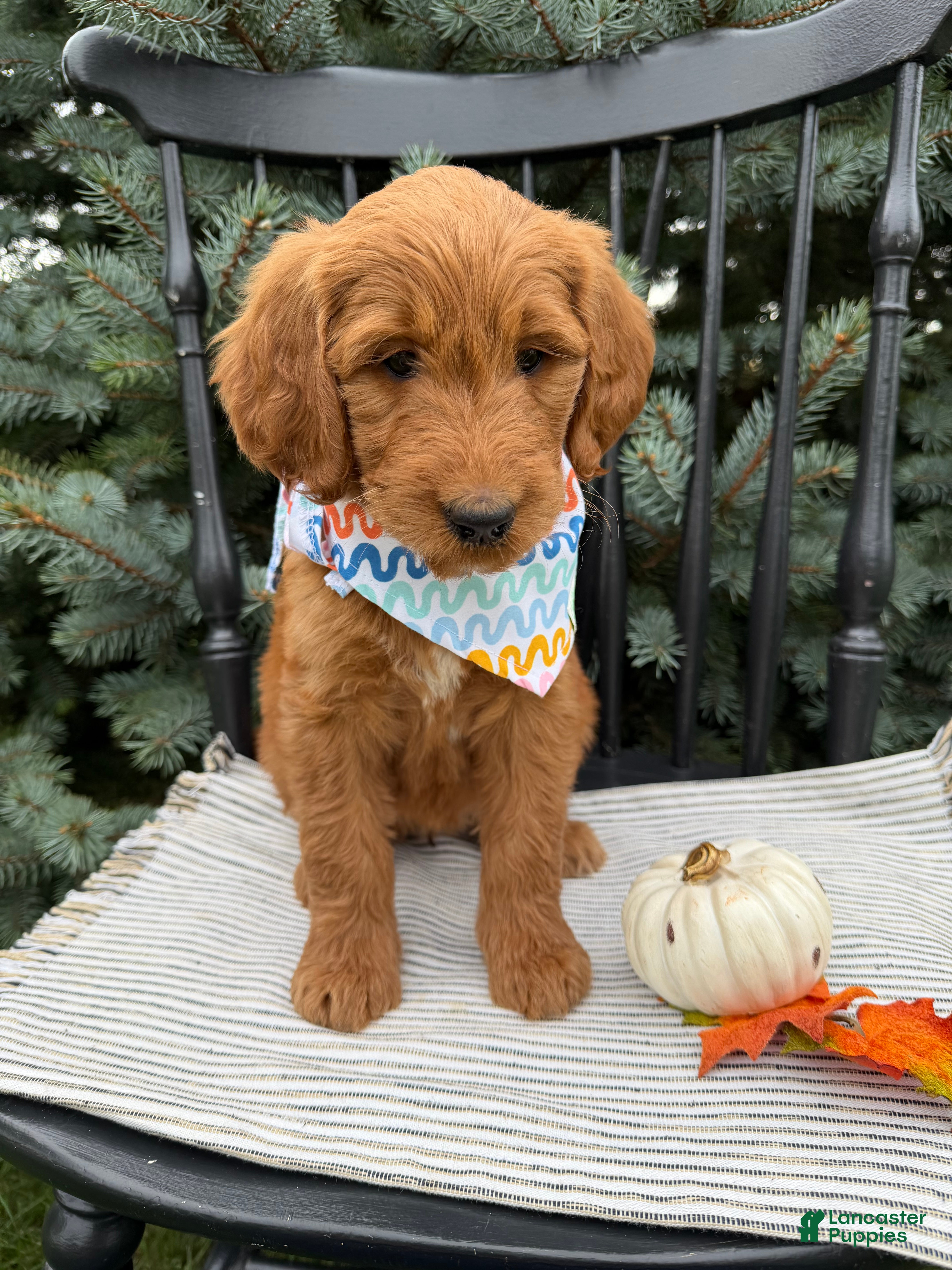Goldendoodle dogs PENNY  - Ad 2