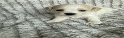 Mixed Breed dogs for sale: Willow - Ad 3