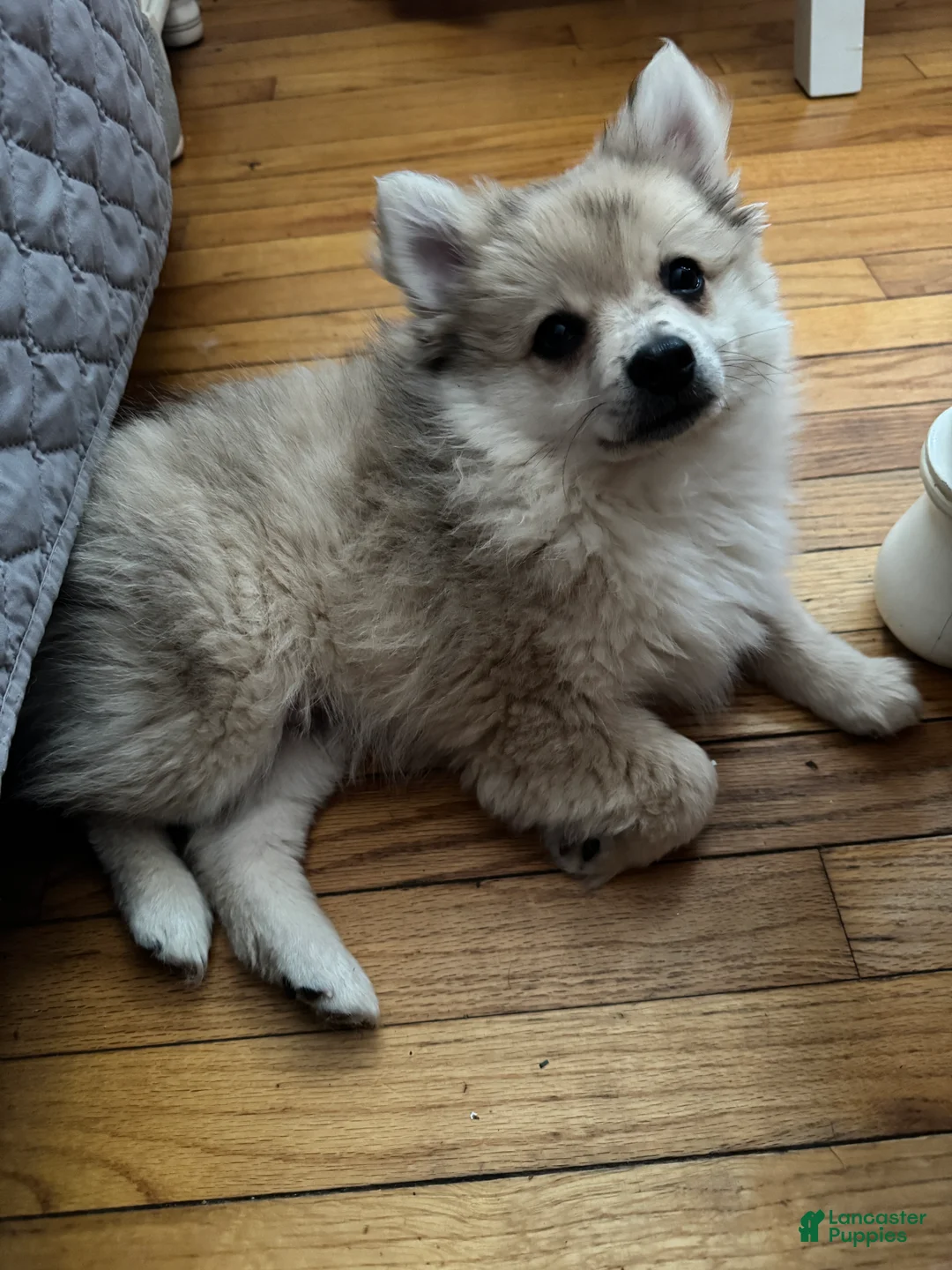 Pomeranian dogs for sale: Gunther - Ad 5