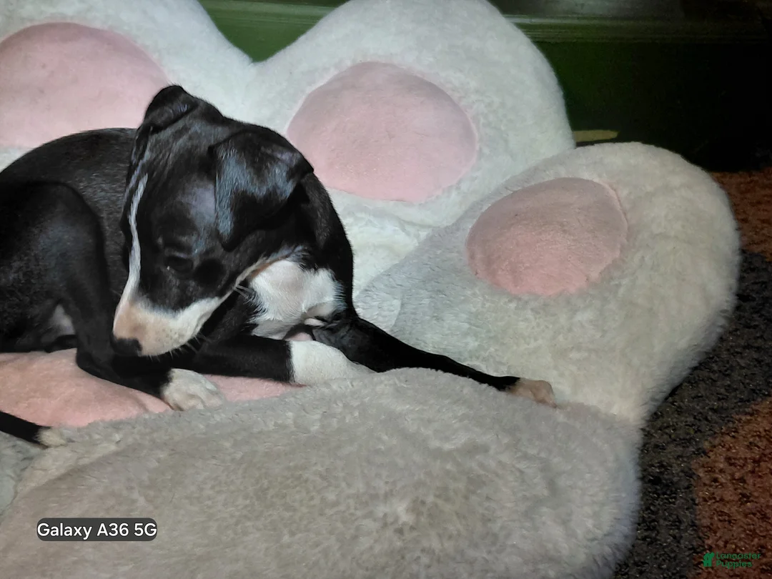 Italian Greyhound dogs for sale: Italian Greyhound 1 - Ad 7