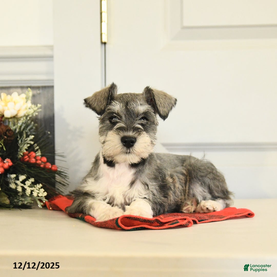 Miniature Schnauzer dogs for sale: Snowball - Ad 2