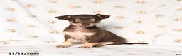 Chihuahua dogs for sale: Mickey - Ad 2