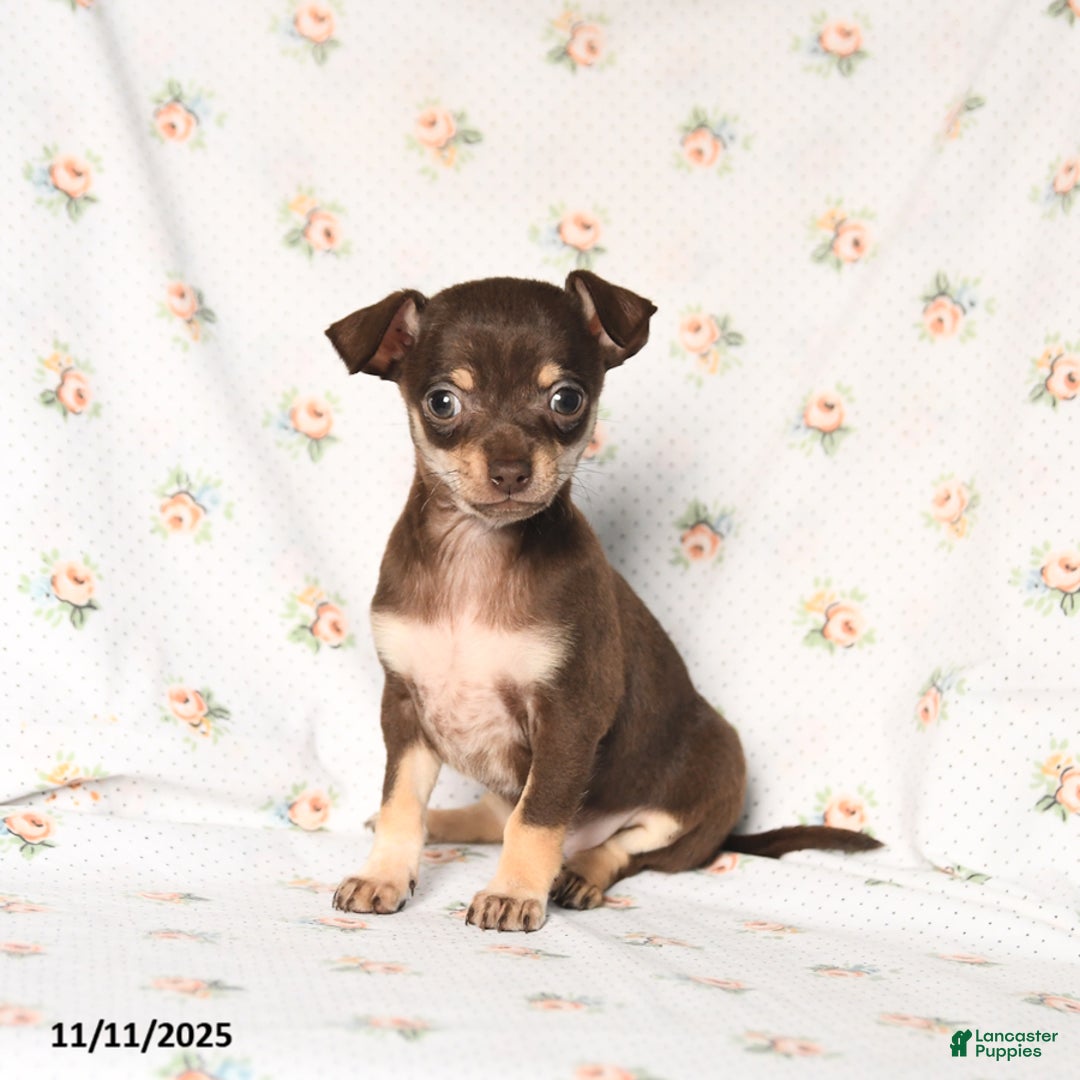 Chihuahua dogs for sale: Mickey - Ad 2