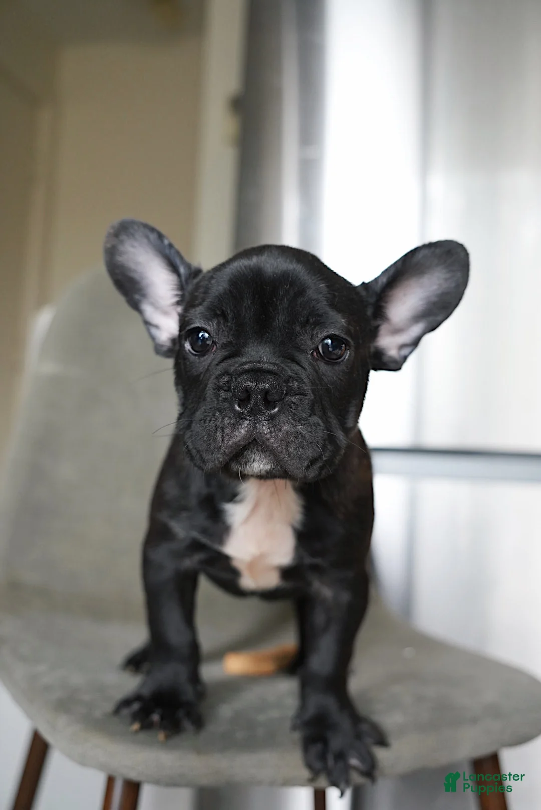 French Bulldog dogs for sale: Chip - Ad 2