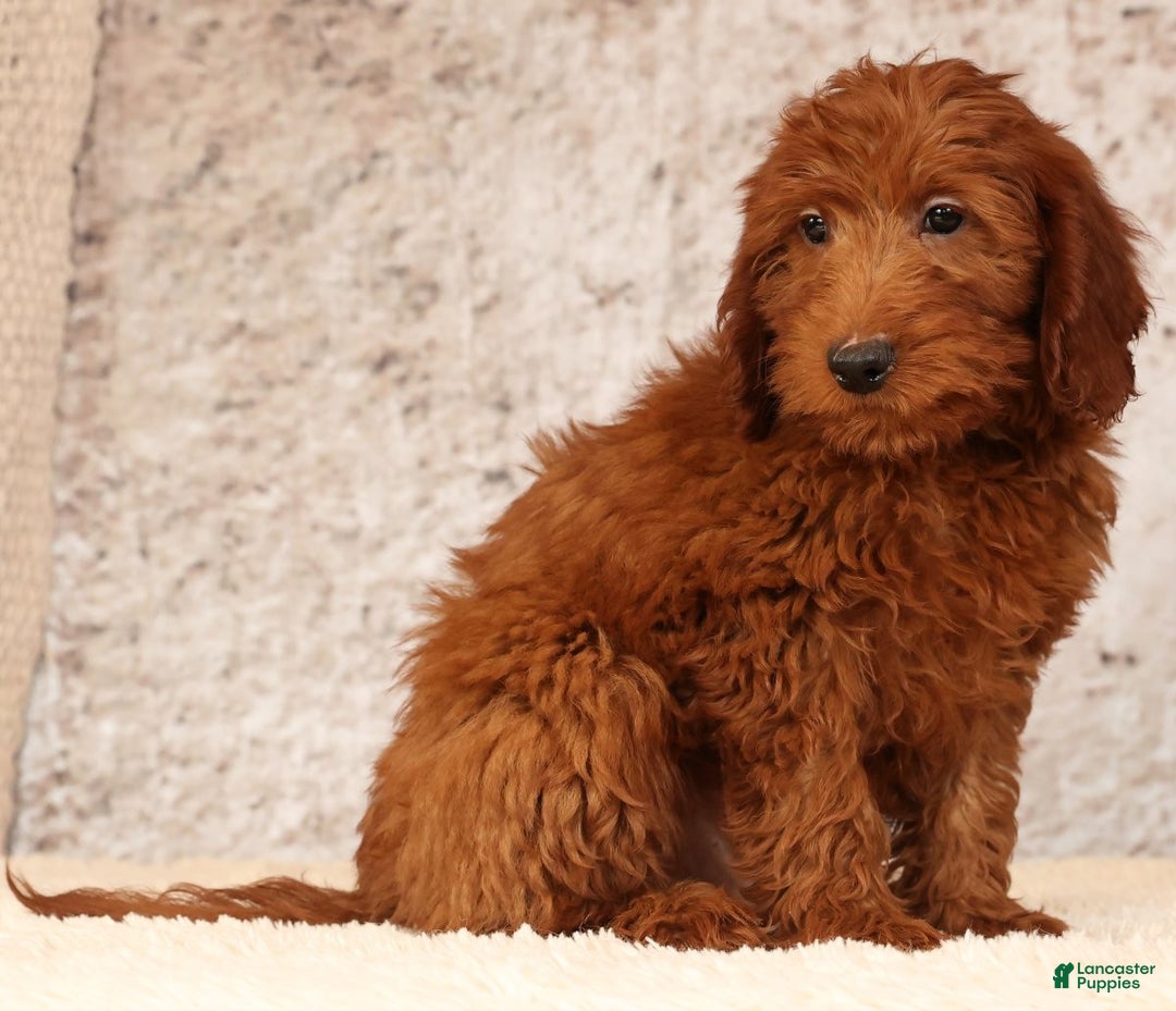 Mini Goldendoodle dogs for sale: Carson - Ad 9