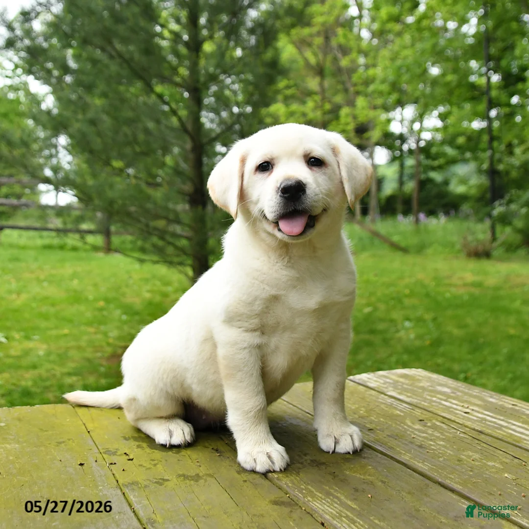 Labrador Retriever dogs for sale: Tinker - Ad 1