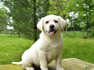 Labrador Retriever dogs for sale: Tinker - Ad 3