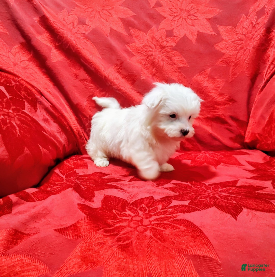 Maltese dogs for sale: Bailey - Ad 5