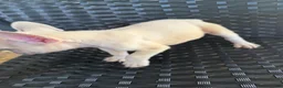 French Bulldog dogs for sale: MJ - Ad 4