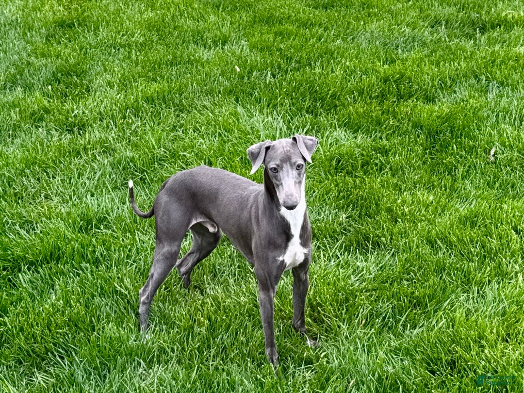Italian Greyhound dogs for sale: Manny - Ad 3