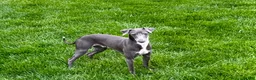Italian Greyhound dogs for sale: Manny - Ad 3