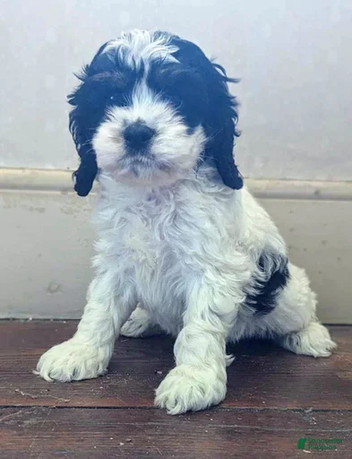 Gallery Image {{count}}