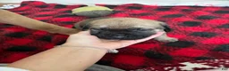 English Mastiff dogs for sale: English Mastiff Puppy 4 - Ad 2