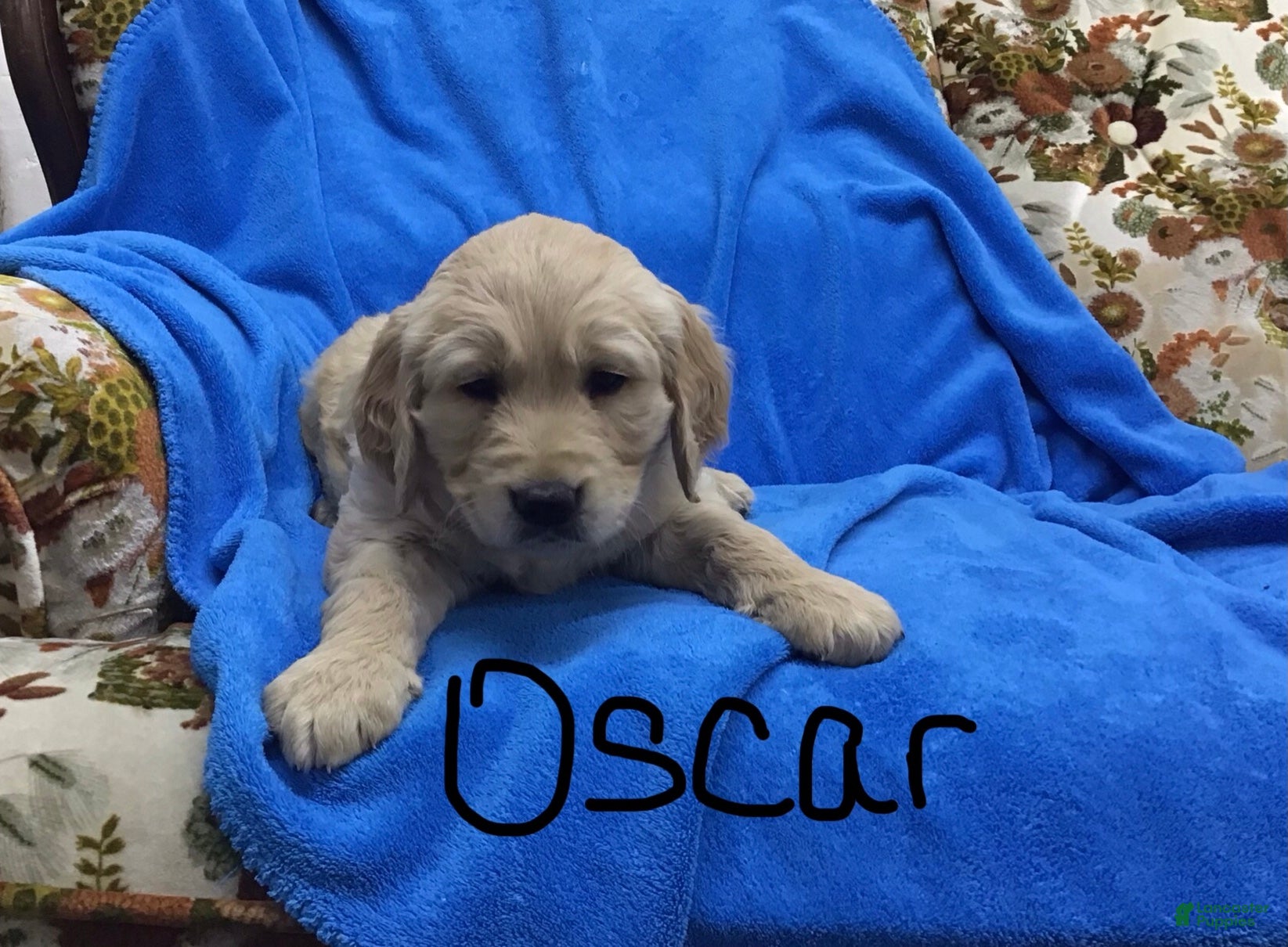 Golden Retriever dogs Golden Retriever Puppy 1 - Ad 13