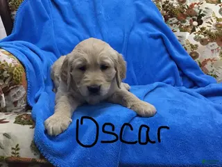 Golden Retriever dogs Golden Retriever Puppy 1 - Ad 3