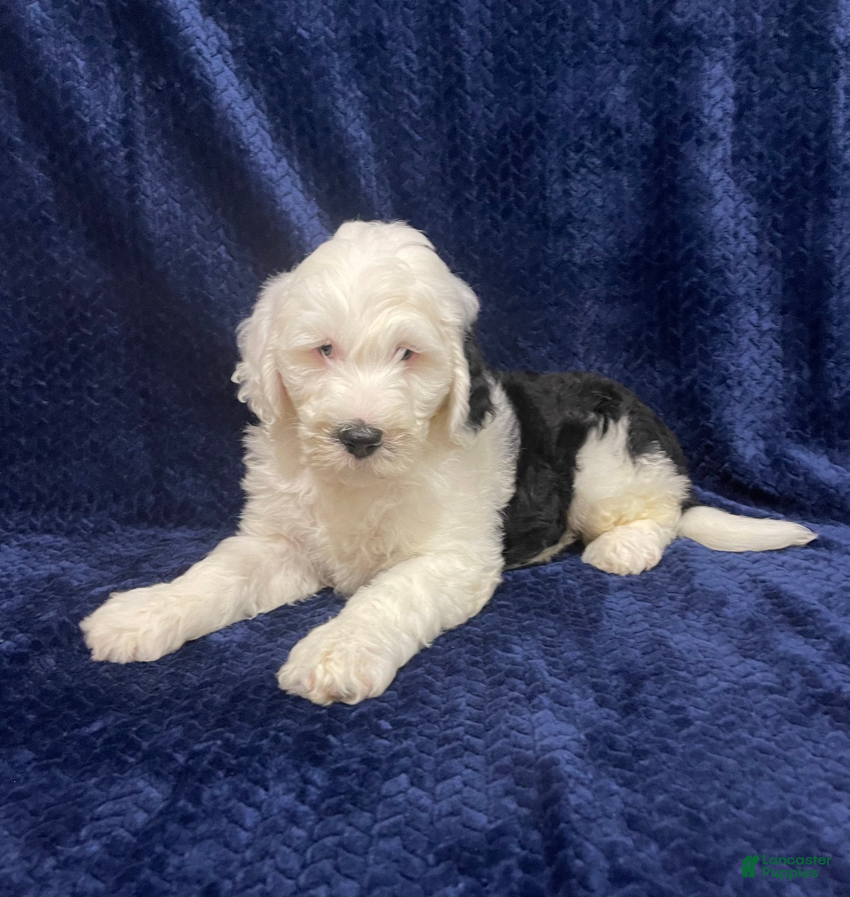 Sheepadoodle dogs Mitch - Ad 2