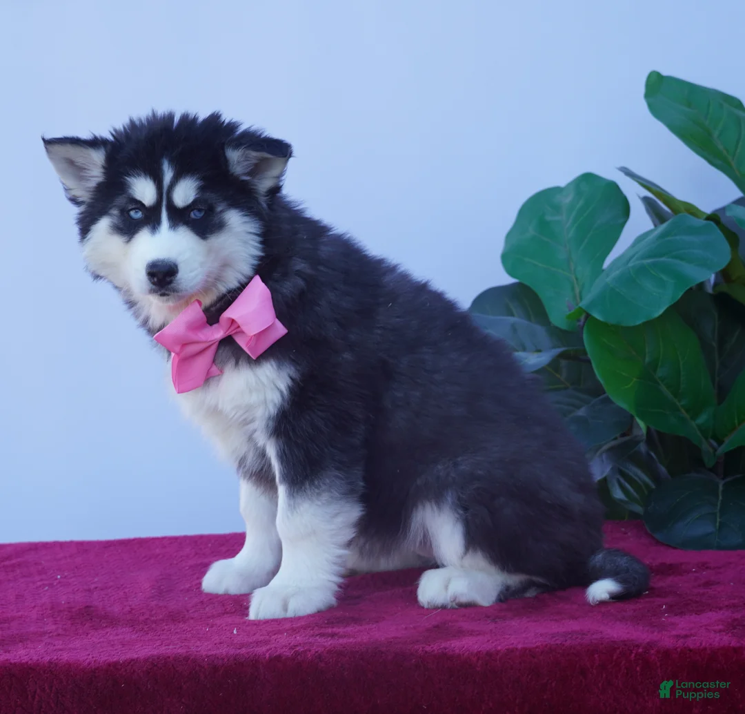 Siberian Husky dogs for sale: Buffy - Ad 3