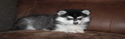 Pomsky dogs for sale: Kate READY NOW  - Ad 5